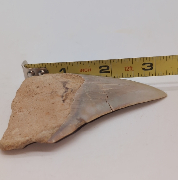 Real Otodus Megalodon Fossilized Shark Tooth 3.25 - Picture 7 of 11